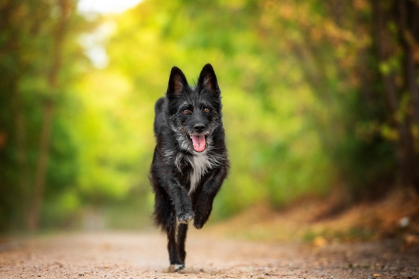 Fröhlicher, gesunder Hund rennt auf einem Waldweg