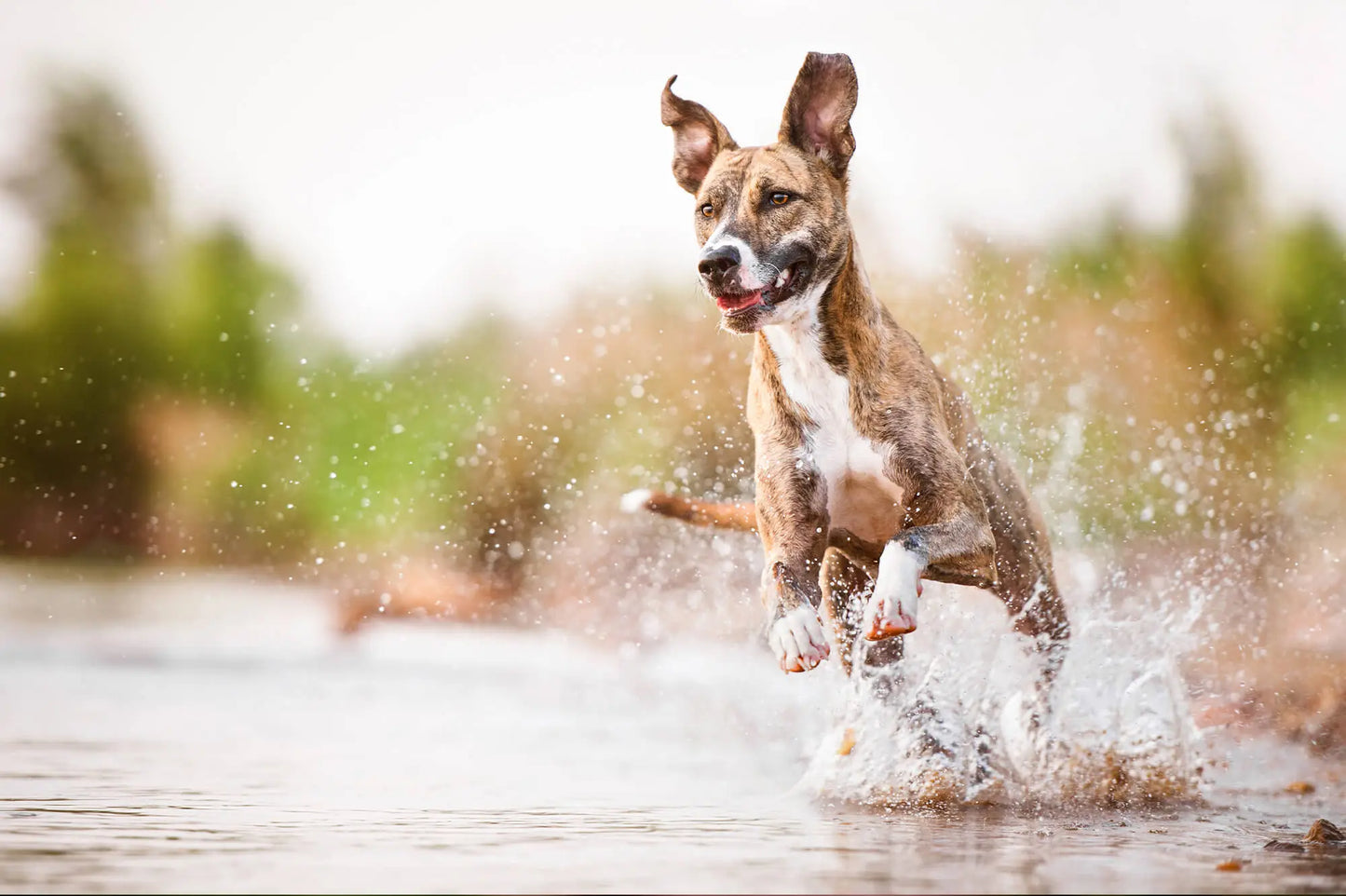 Agiler Mischlingshund springt durch das Wasser