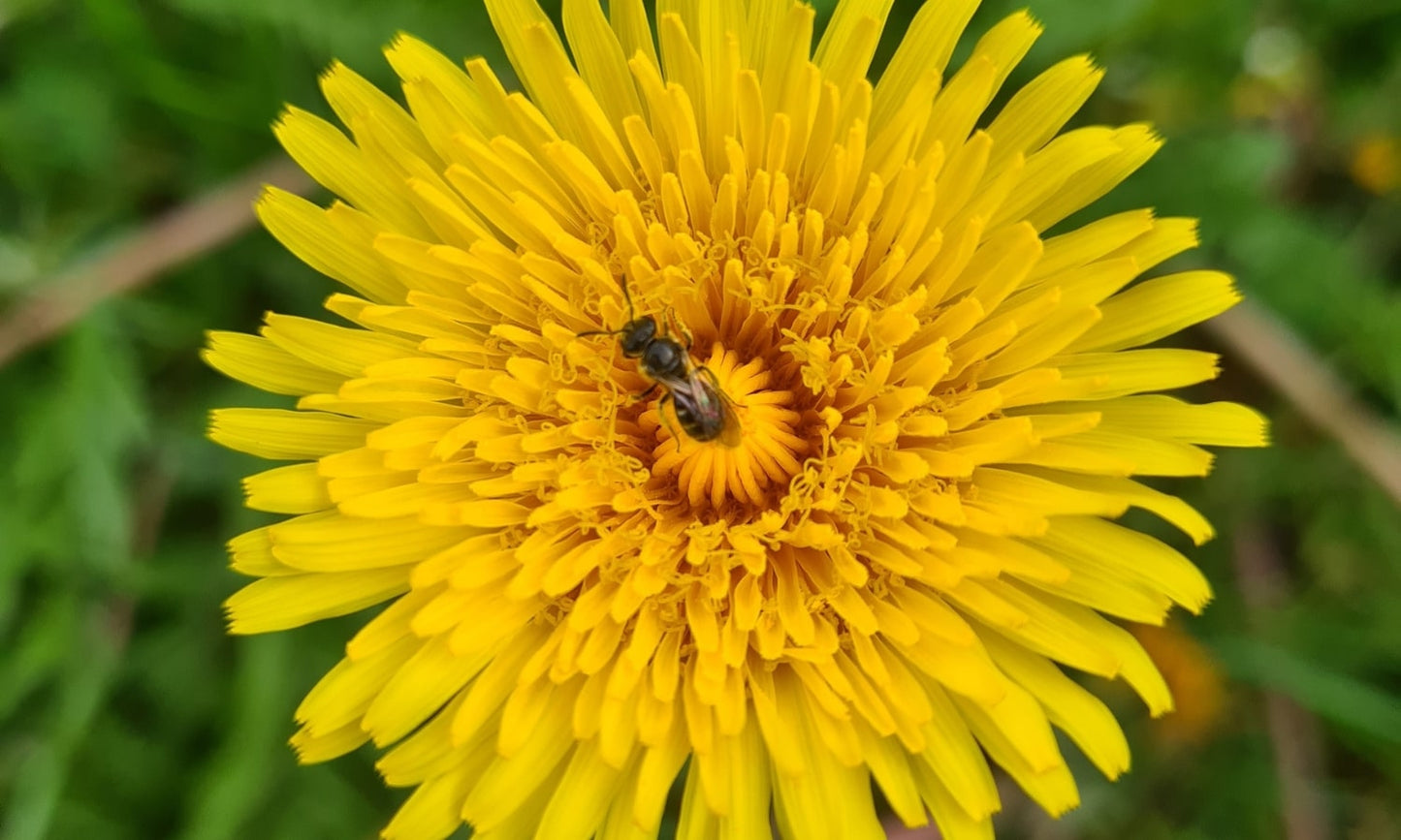 Biene auf Löwenzahnblüte. In der Kräutermedizin werden die Wurzel und das Kraut der kraftvollen Heilpflanze eingesetzt.